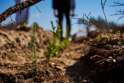 Высадка деревьев от амбассадров Betera